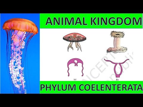 Phylum Coelenterata or Cnidaria: Class 11 (Biology)