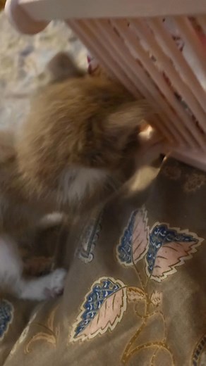Bob-Zimtstern-Sebastian-Baumeister bei der Arbeit #pflegekatzen #cat #kuschelzeit #katze #katzen #fblifestyle #wochenende #kitten #katzenliebe #adoptdontshop #baustelle #Bauprojekt #handwerker #GuteLaune | EmmaZahnlos und Ihre Freunde