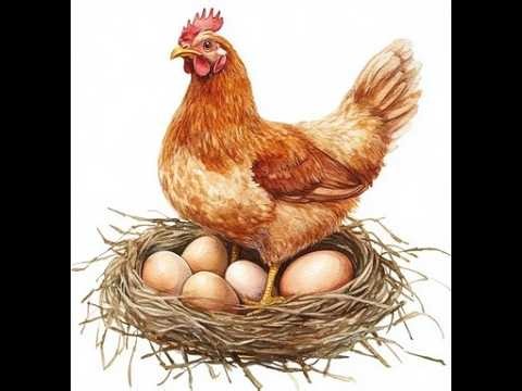 NEW NESTING BOXES IN THE NEW COOP