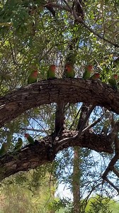 13K views · 473 reactions | DYK: The Willo historic district used to be considered on the "outskirts" of #PHX? Built in the 1920s, Willo reflects development that lasted into the 1950s from McDowell to Thomas Rds. Get more info about #HistoricPreservationMonth: https://linktr.ee/Cityofphoenixaz Phoenix Planning & Development Department | City of Phoenix, AZ USA | Facebook