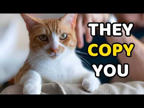 8 Things Your Cat Learns From You Without You Realizing