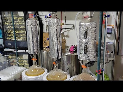 Soxhlet Lions Mane Mushroom Extraction and Vacuum Reduction Rig