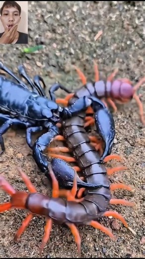 Scorpion vs Centipede in 15 Seconds! #shorts #scorpion #centipede