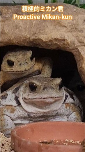 Proactive Toad?積極的蛙 #cute #toad #80s
