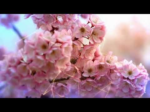 March Awakening: Cherry Blossoms & Zen Ambience | 4K Nature Background
