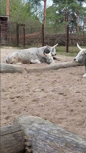 Hungarian Grey (Bos taurus taurus)
