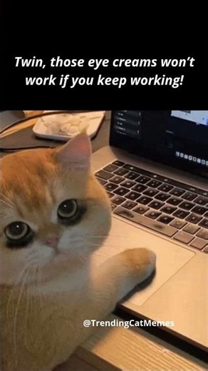 Trending Memes 2026🔥 | Cat Memes😻 #funny #comedy