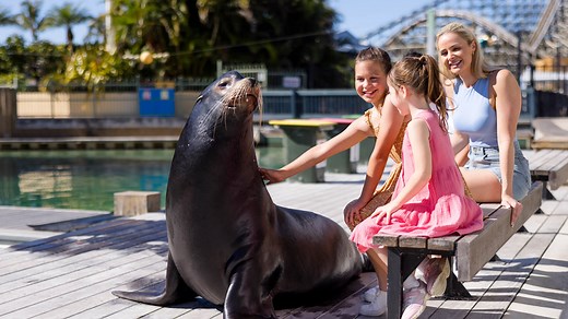 Seal Encounter at Sea World