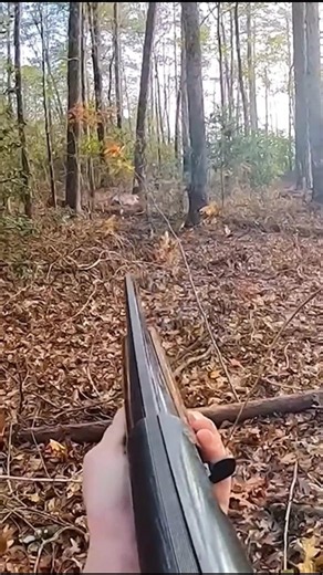 Deer Hunting with Dogs #deer #hunting