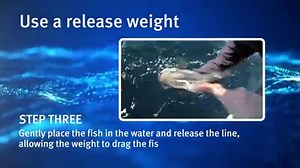 Barotrauma is a potentially fatal condition for fish, which mainly affects fish caught in water deeper than 20 metres. 🐟🎣 If you unintentionally catch a snapper or pearl perch during the closure, it is important to handle the fish correctly, de-hook it, and release it as soon as possible to give the fish the best chance of survival. Snapper may need to be treated for barotrauma, but generally not pearl perch. More information can be found here 👉👉 https://bit.ly/30CiMCW | Fisheries Queensland