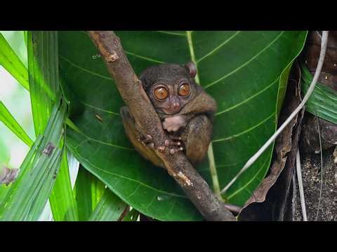 Tarsiers, Bohol. Explore the Philippines.