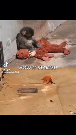 #punch #babymonkey #panchi #panchikun #panchi_quotes