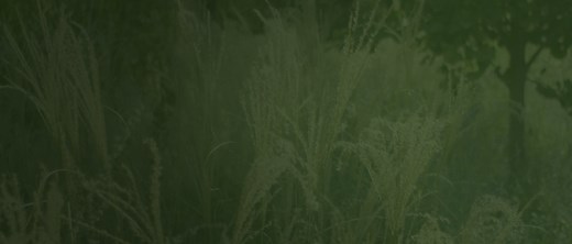 Fossil India - The Official Site for Fossil Watches, Bags, Jewelry & More