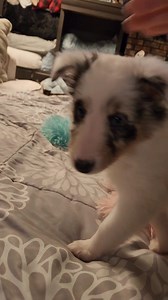 BEAUTIFUL blue merle girl with one blue eye! 💙💙💙 | Willow Rayne shelties and more