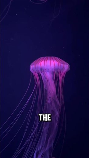 “3 Bizarre Deep Sea Creatures That Shouldn’t Exist