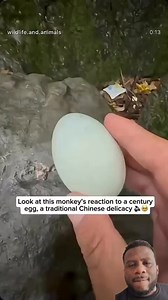 That monkey ain't with the Chinese delicacy. 😂 #monkeys #monkey #laughter #funnyvideos #funnyreels | Joshua Booth