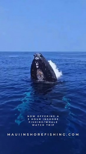 Our first official whale has been spotted by the fishing team this morning! Come on out and catch some fish and get a glimpse of these beautiful creatures. This was last years trip with @stevecarroll5 🤙🏼 | UFO Fishing