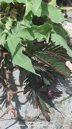 touch me not plant defence mechanisms