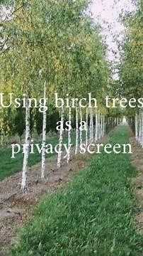 Using birch trees as a privacy screen