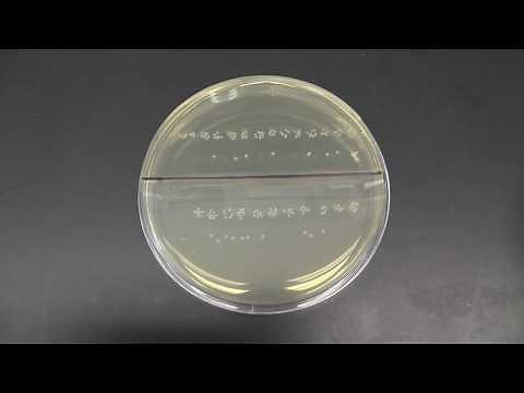 Time-saving Serial Dilution Preparation and Spot Plating