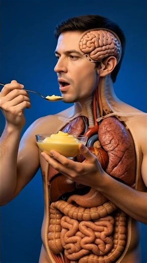 What Happens to Your Body When You Eat Pudding? (3D Medical Animation)#youtubeshorts #shorts