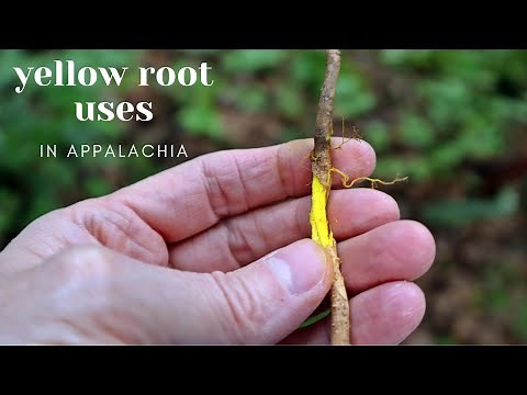 Yellow Root in the Appalachian Mountains