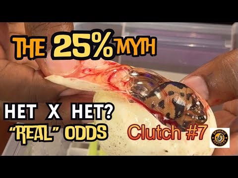 The 25% Myth: What Het to Het Ball Python Pairings Really Produce