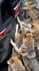 A Normal Moment Turns Terrifying as Wolves Give Chase 😱🐺 🎬 This video was produced by Network Media and Aoos Media | Simulated Reality