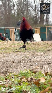 815K views · 44K reactions | El gallo Hatch. | Plumas de Élite | Facebook