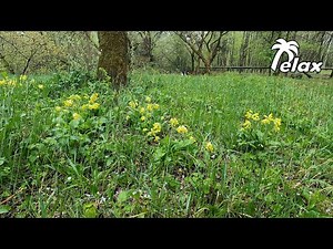 First Spring Rain and Sounds of Spring Nature
