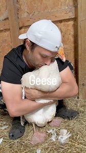 10/10 GOOSE CUDDLE rating. My top 10 favorites 🪿🤗 #goose #cuddles #fblifestyle | MrGeese