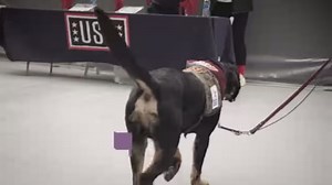 On Saturday, #22 Army West Point Football renews its rivalry with Navy Football at the Washington Commanders Northwest Stadium! Check out our Huggle Hounds game pick by #WCCsBarney and tell us who you think will win in the comments! WATCH on YouTube: https://www.youtube.com/watch?v=1YVparM1HWM West Point - The U.S. Military Academy United States Naval Academy The American Legion National Headquarters USAA USO Chevrolet #FurTheLoveOfVeterans #ArmyNavy | Warrior Canine Connection