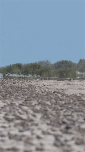 Last week, the Broome Bird Observatory team assisted with the summer MYSMA (Monitoring Yellow Sea Migrants in Australia) shorebird counts — an Australasian Wader Studies Group project led in the field by Chris Hassell. 278,925 Shorebirds were counted and 10,466 terns! Surveys covered 80 Mile Beach, Bush Point, and the northern shores of Roebuck Bay, contributing to long-term monitoring along the East Asian–Australasian Flyway. These coordinated counts provide vital data on species such as Great 