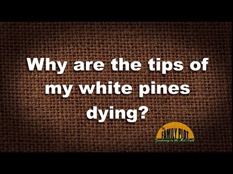 Q&A – Why are the tips of my white pines dying?