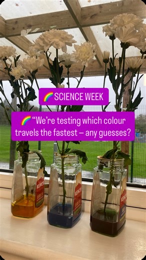 Kate / Phonics Made Simple on Instagram: "🌸 Coloured Flower Science Experiment! 🌸 We added a few drops of food colouring to jars of water and placed white flowers inside — now we’re watching the colour climb the stem over time 🌈It’s a simple, calm experiment that shows how plants drink water (capillary action in action!) 💧 The children loved guessing which colour would reach the petals first — any predictions? 👀 💡 Perfect for Science Week or a quick at-home learning moment. 👉 Save this id