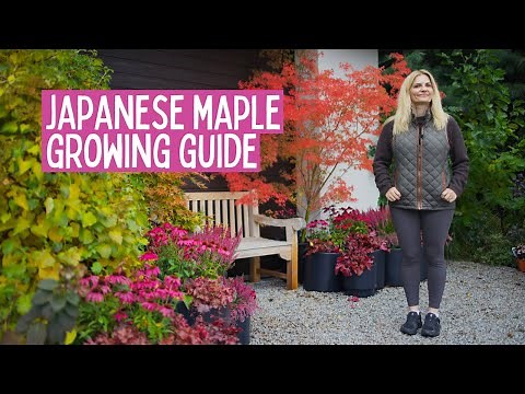 How to grow Japanese Maples, Heathers in pots & Stunning Fall Combinations 🍂🌿🍁