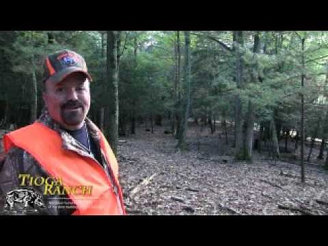 Wild Boar Hunts in PA - 500 lb Russian Boar Kill | Tioga Ranch