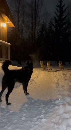 A guardian dog's breakout battle against surrounding wolves