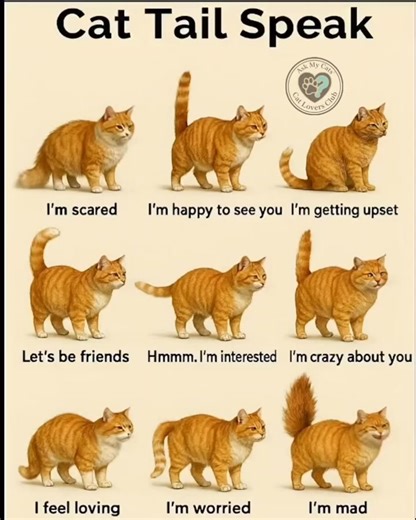 Save it now, it will help you later to understand your cat! . . . #CatFacts #CatBehavior #CatLife #CatLovers #CatsOfInstagram #FelineFriends #MeowTime #CaturdayEveryday #PetLovers #catréels | Ask My Cats