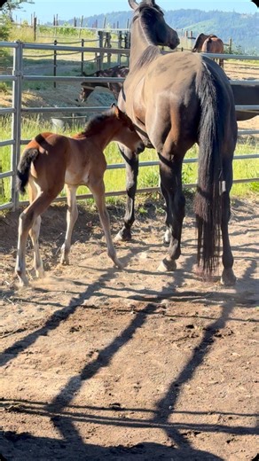 3.7K reactions · 73 comments | Willow’s little 60 pound preemie seems...