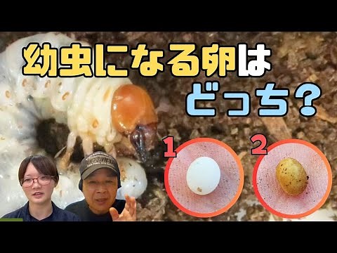 幼虫になる卵とならない卵、有精卵と無精卵の見分け方！｜【クワカブ広場】名人Shihoのクワカブ相談室！会員は無料で配信中！〈7月14号〉#カブトムシ #クワガタ #クワカブ #昆虫 #夏 #飼育方法