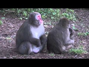 AbenteuerAffenberg - Paarungszeit