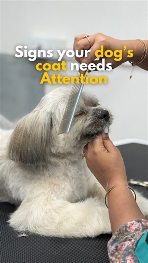 Bruno’s Pet Spa | Pet Salon and Store on Instagram: "See these signs?? It’s time to take action! Book your appointment now! 💛📞 [dog coat care, healthy dog coat, dog grooming tips, signs dog needs grooming, dog fur care, pet grooming, dog shedding, dull dog coat, matted fur, dog skin health, pet coat maintenance, professional dog grooming, pet salon care, dog hygiene, dog hair care, shiny dog coat, dog wellness, pet care tips, grooming awareness, pet parents]"