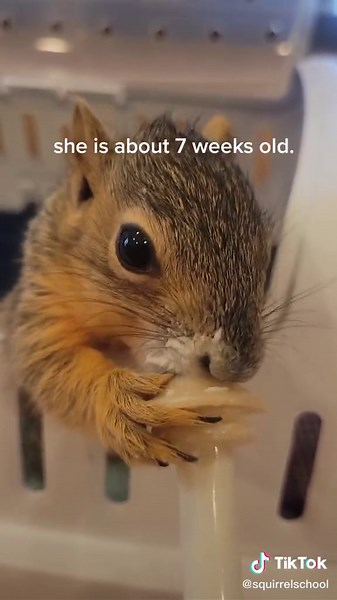 Breakfast ASMR with a baby squirrel. #animals #squirrelgirlIRL #animal #wildlife #love #squirrels #squirrel #squirrelsoftiktok #squirrelschool #orphansquirrel #squirrellife #squirrellove #wildlife #orphansquirrel #squirrelwatching #fyp #foryourpage #ilovesquirrels #squirrellover #squirrelwhisperer #cute #redfoxsquirrel #squirrelsquad #squirrelfanworld #squirrelfriends #cutesquirrel #orphansquirrel #squirrelfriend #motherofsquirrels #rescuesquirrel #squirrelrehab