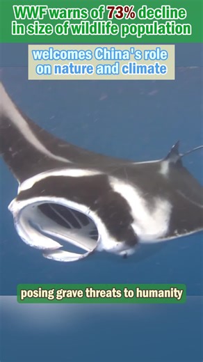 268K views · 160 reactions | The WWF has reported a devastating 73-percent decline in the average size of monitored wildlife population globally from 1970 to 2020. Kirsten Schuijt, director general of WWF International, hailed China's leadership in nature conservation and climate efforts. #ClimateAction | China Xinhua News | Facebook