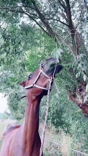 Exploring the Beauty of a Brown Horse