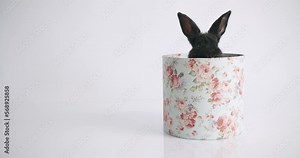 Collage from many footage for Happy Easter Concept. Little Bunnies on isolated Background with many coloured eggs. A little Rabbit is playing with the inscription Happy Easter.