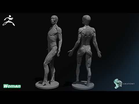 Female Ecorche Anatomy Sculpting in Zbrush Core (Complete Tutorial)