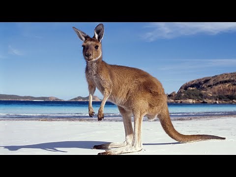 Animaux d'Australie