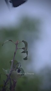 165K views · 10K reactions | Bird songs ft. Blue grosbeak | Srikanth Boga Photography | Facebook